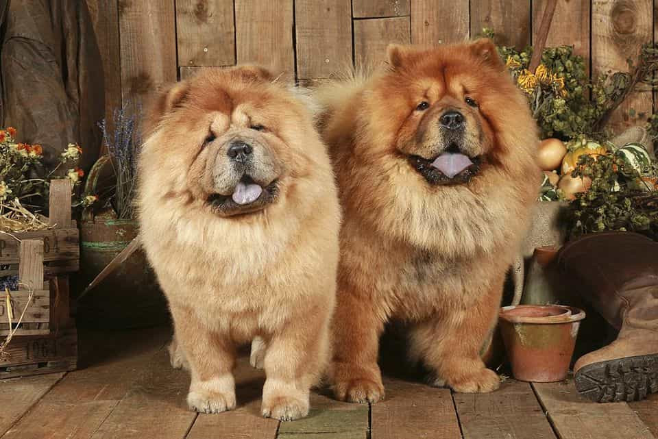 Giá chó chow chow thuần chủng rất cao và rất khó đặt mua ở Việt Nam. Một chú chó Chow Chow con sinh tại Việt Nam có giá dao động từ 10 - 15 triệu.