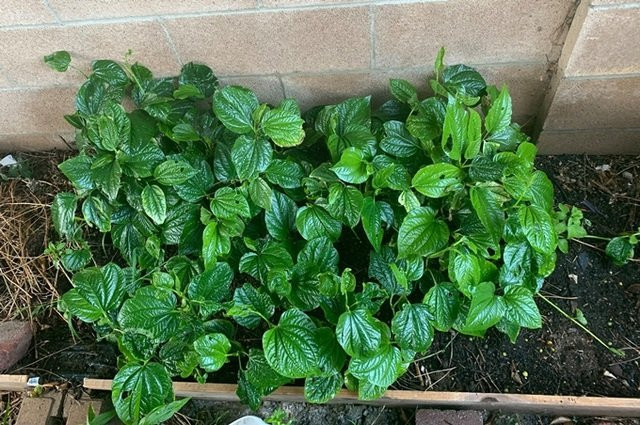 Một góc nhỏ trong vườn được Phương Thảo dành để trồng lá lốt.