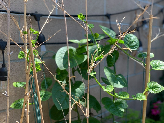 Những ngọn mồng tơi đã leo giàn.