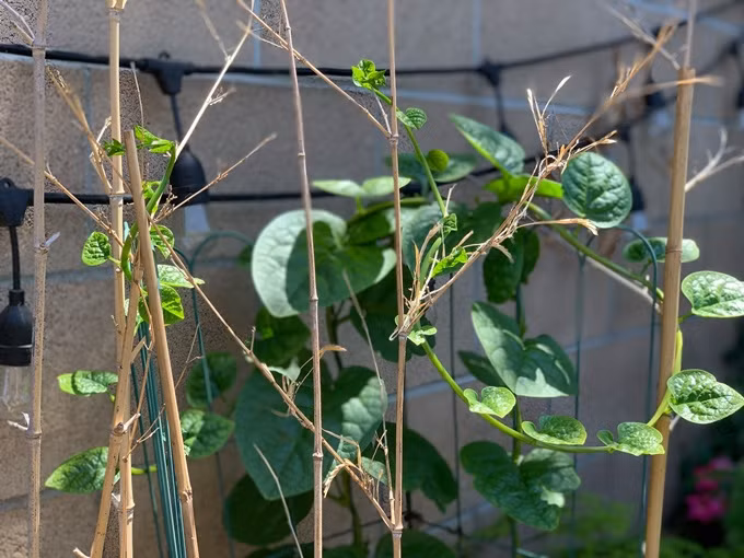 Những ngọn mồng tơi đã leo giàn.