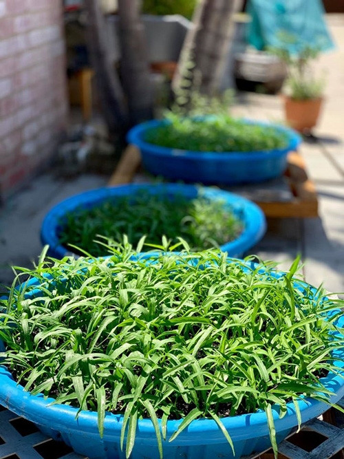 Rau muốn trong chậu xanh tốt nhờ bón phân hữu cơ từ thức ăn thừa, cỏ...