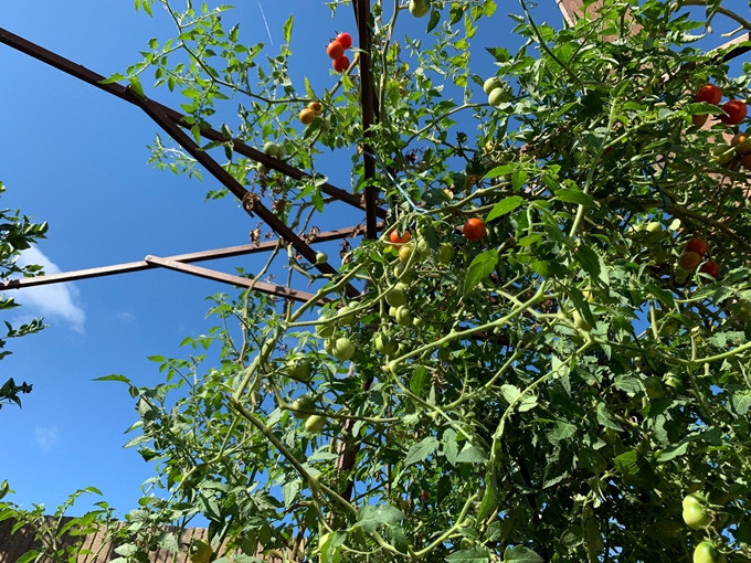 Giàn cà chua sai trĩu quả.