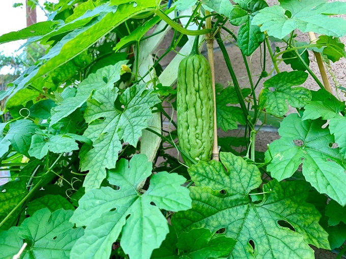 Mướp đắng tốt um bắt đầu cho quả.