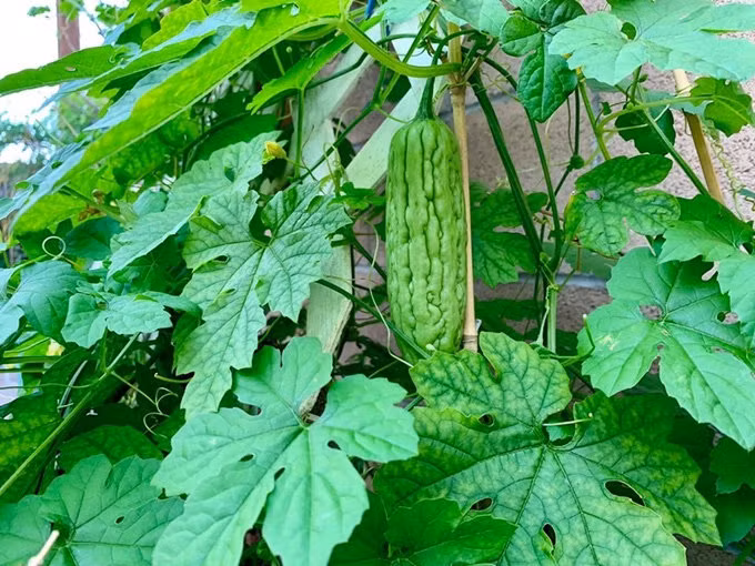 Mướp đắng tốt um bắt đầu cho quả.