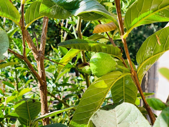 Trong vườn nhà Phương Thảo có loại rau và cây ăn quả Việt như ổi, chanh...