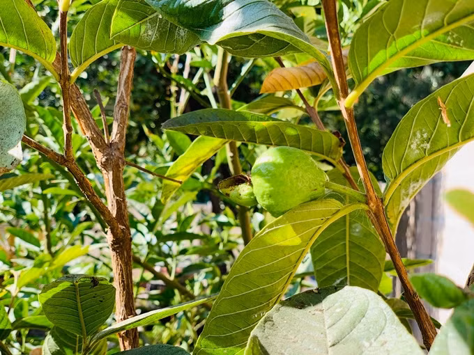 Trong vườn nhà Phương Thảo có loại rau và cây ăn quả Việt như ổi, chanh...