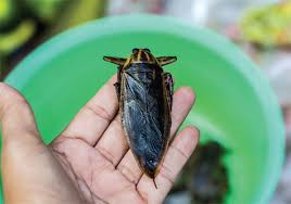 Theo anh Sáng, do giá đắt nên phần lớn khách chỉ mua vài con. Tuy nhiên, cũng có khách hàng chịu chi mua cả cân về dùng dần. Ảnh: Internet.