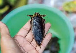 Theo anh Sáng, do giá đắt nên phần lớn khách chỉ mua vài con. Tuy nhiên, cũng có khách hàng chịu chi mua cả cân về dùng dần. Ảnh: Internet.