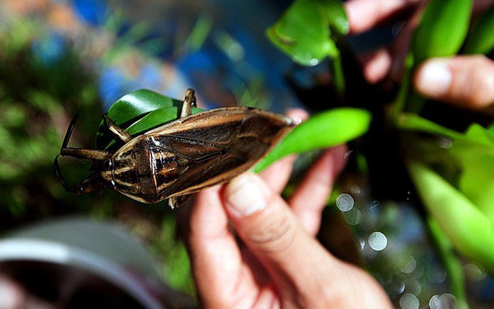 Cà cuống (có tên gọi khác đà cuống hay long sắt) là một loại côn trùng sống dưới nước, cơ thể dẹt, hình lá, màu vàng xỉn hoặc nâu đất. Cà cuống dài trung bình từ 7–8 cm, có con lên đến 10–12 cm. Ảnh: Internet.