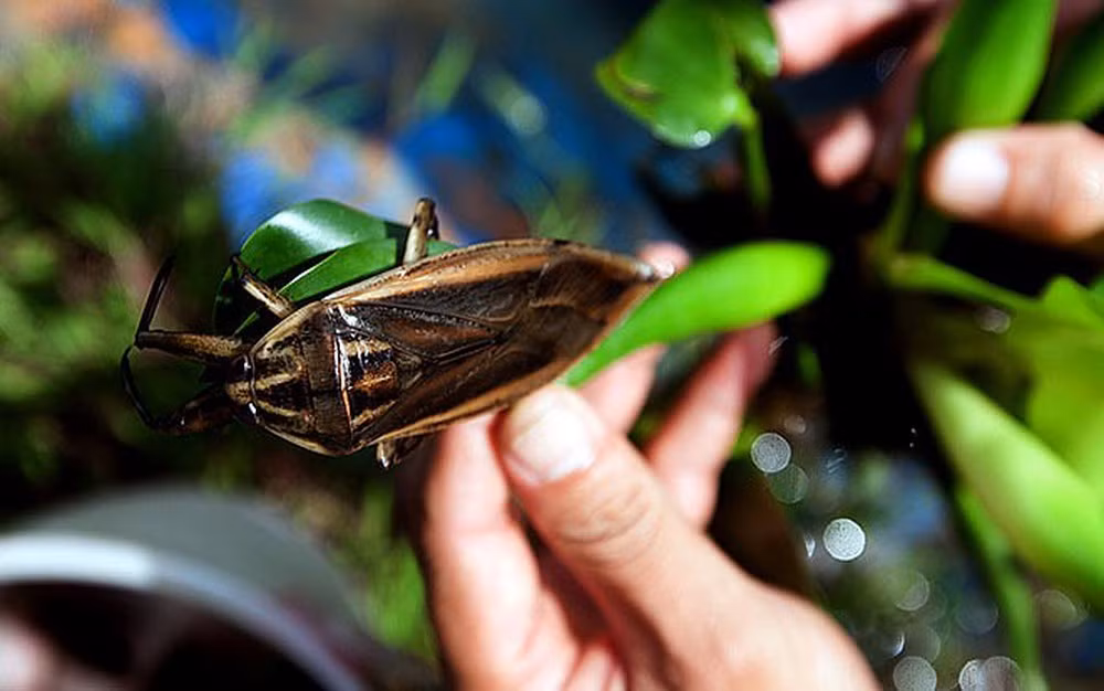 Cà cuống (có tên gọi khác đà cuống hay long sắt) là một loại côn trùng sống dưới nước, cơ thể dẹt, hình lá, màu vàng xỉn hoặc nâu đất. Cà cuống dài trung bình từ 7–8 cm, có con lên đến 10–12 cm. Ảnh: Internet.