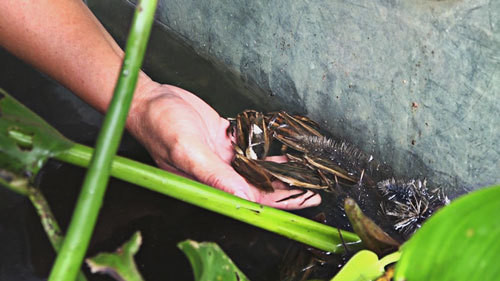 Đặc biệt, cà cuống có đặc tính cay nên thường được ngâm nước mắm, chấm bánh cuốn, bún chả, bún thang, chả cá....Ảnh: Internet.