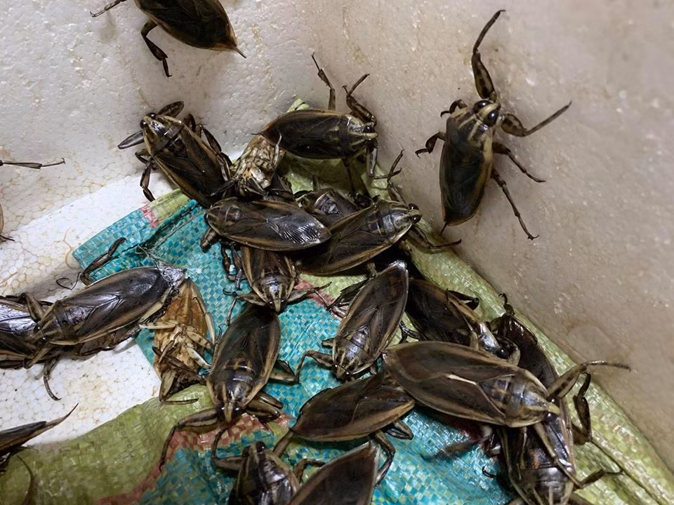 Anh Sáng (một người bán cà cuống ở Hà Nội) cho biết trung bình mỗi ngày bán được khoảng 50 - 70 con cà cuống, có ngày đỉnh điểm lên tới 100 con . Ảnh: FB Cà Cuống.