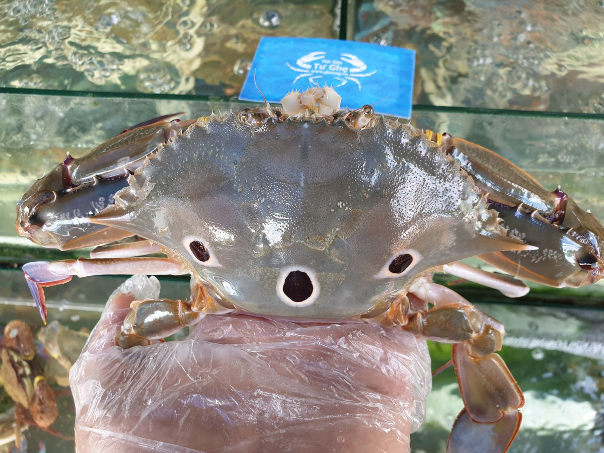 Đáng lưu ý, trong khi ghẹ xanh được rao bán tràn lan ở lề đường với giá siêu rẻ thì ghẹ xanh tại các chợ, cửa hàng lại có giá chênh lệch gấp đôi, thậm chí gấp ba. Ảnh: Haisantugia.