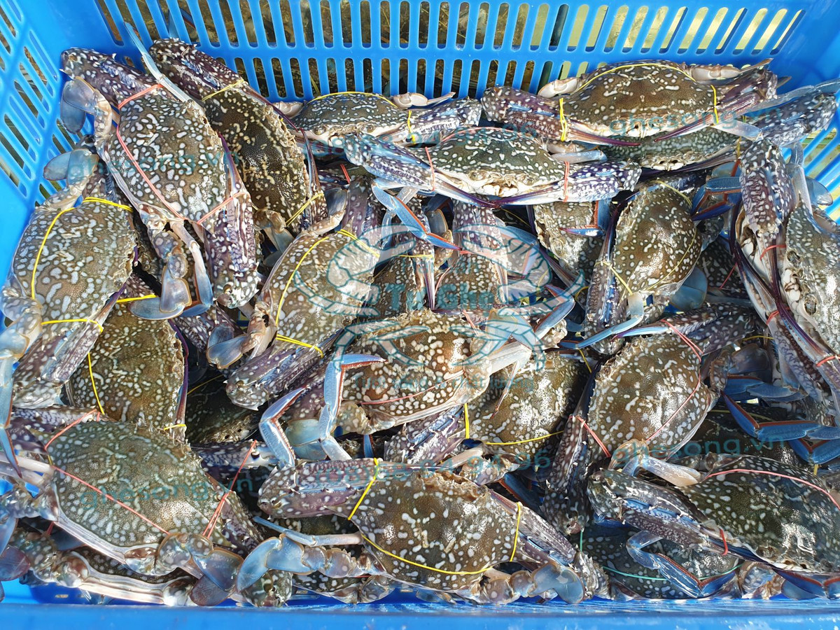 Nhiều người cho rằng, ghẹ tại các cửa hàng là ghẹ tươi sống, chất lượng. Còn ghẹ xanh được bán ở lề đường có thể là ghẹ xanh dạt hoặc ướp đá lâu nên có giá siêu rẻ cho dễ bán. Ảnh: Internet.