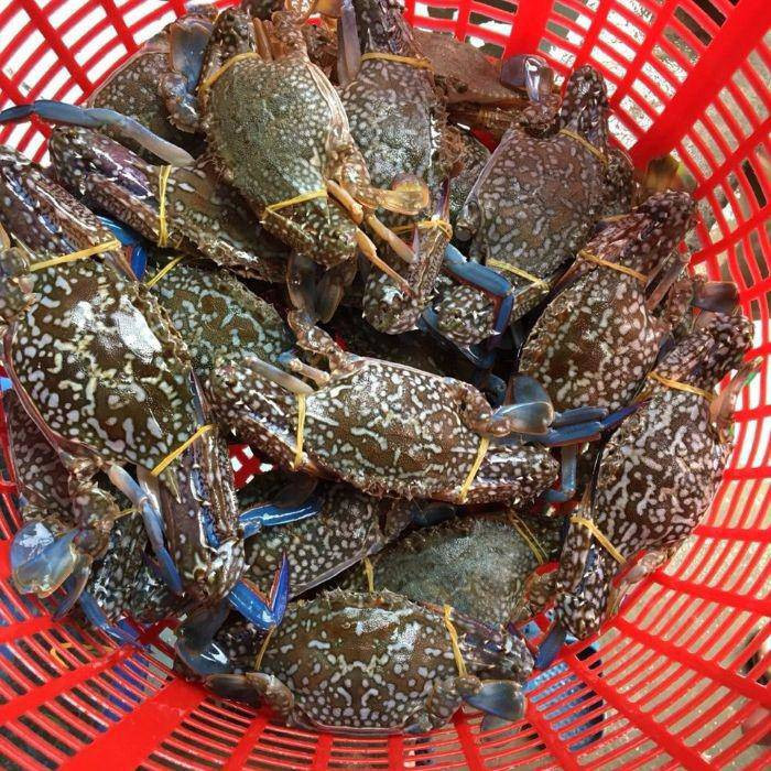 Ghẹ chắc, giá lại rẻ nên mỗi ngày anh Tuấn bán được khoảng 30-40kg, có hôm lên đến 60kg chỉ trong vòng 4 tiếng. Ảnh: Người đưa tin.