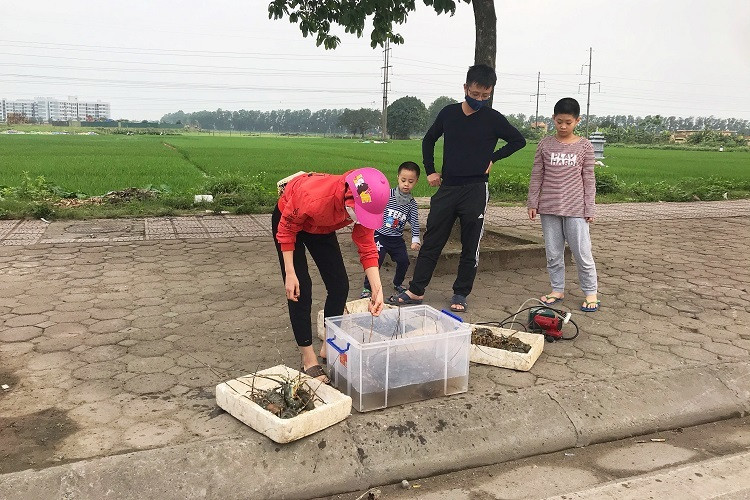 Theo người bán, đây là loại tôm hùm Khánh Hòa đang trong đợt giải cứu nên bán với giá rẻ hơn một nửa so với giá gốc. Ảnh: Dân Việt. Video: Tôm hùm rớt giá kỷ lục. Nguồn: VTC1