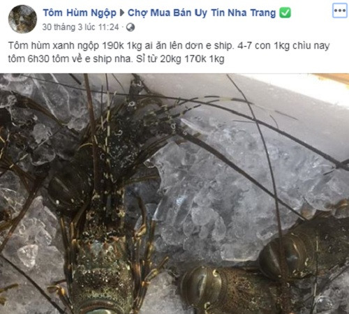 Vốn không phải mặt hàng bình dân song nhiều ngày nay, tôm hùm xanh và tôm hùm baby được các tiểu thương tại Hà Nội nhập về bán với giá khá rẻ.