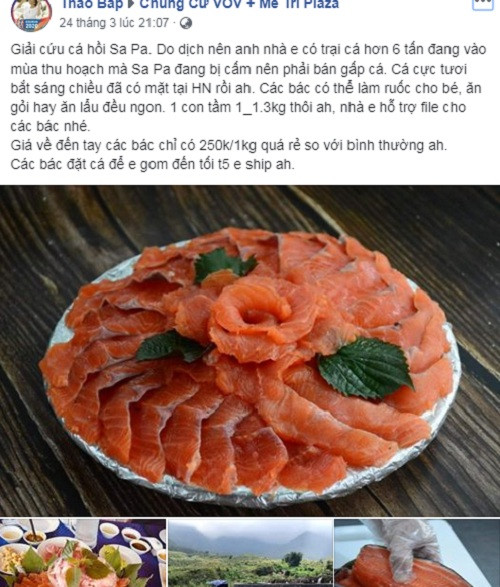 Trên chợ mạng, nhiều người bán online gom mua và kêu gọi giải cứu cá hồi với mức giá khá rẻ, chỉ từ 200.000 đồng cho tới chưa đầy 300.000 đồng/kg.