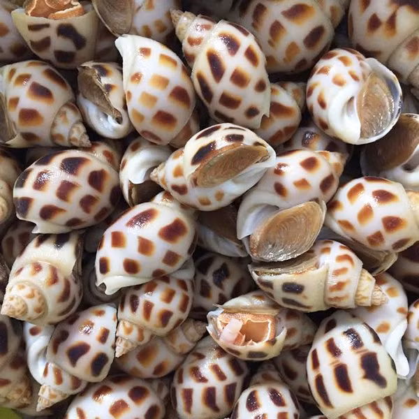 Chẳng hạn, bạch tuộc lớn giảm còn 370.000 đồng/kg, sò dương 220.000 đồng/kg, ốc hương biển loại lớn 550.000 đồng/kg, cá mú 300.000 đồng/kg, ghẹ 390.000 đồng/kg, cá tầm 270.000 đồng/kg, sò huyết 300.000 đồng/kg...Nguồn ảnh: Facebook Video: Tôm hùm rớt giá kỷ lục. Nguồn: VTC16.