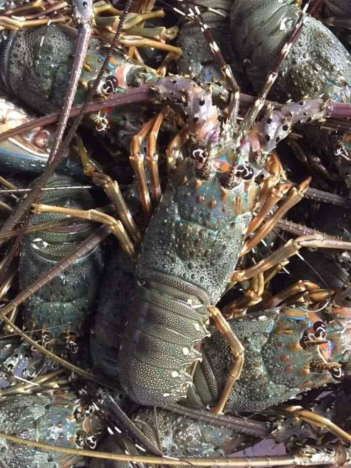 Với giá bán này, tôm hùm đang rẻ hơn 40.000 - 80.000 đồng/kg so với thời điểm được kêu gọi giải cứu cách đây không lâu khi nhiều doanh nghiệp cam kết bán không lợi nhuận, hỗ trợ bà con nuôi tôm tiêu thụ hàng hóa ùn ứ vì Covid-19.