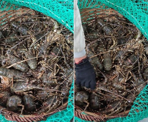 Cụ thể, mức giá của tôm hùm xanh tươi sống dao động từ 530.000 – 650.000 đồng/kg, giảm tới 230.000 – 300.000 đồng/kg so với cách đây 1 tháng.