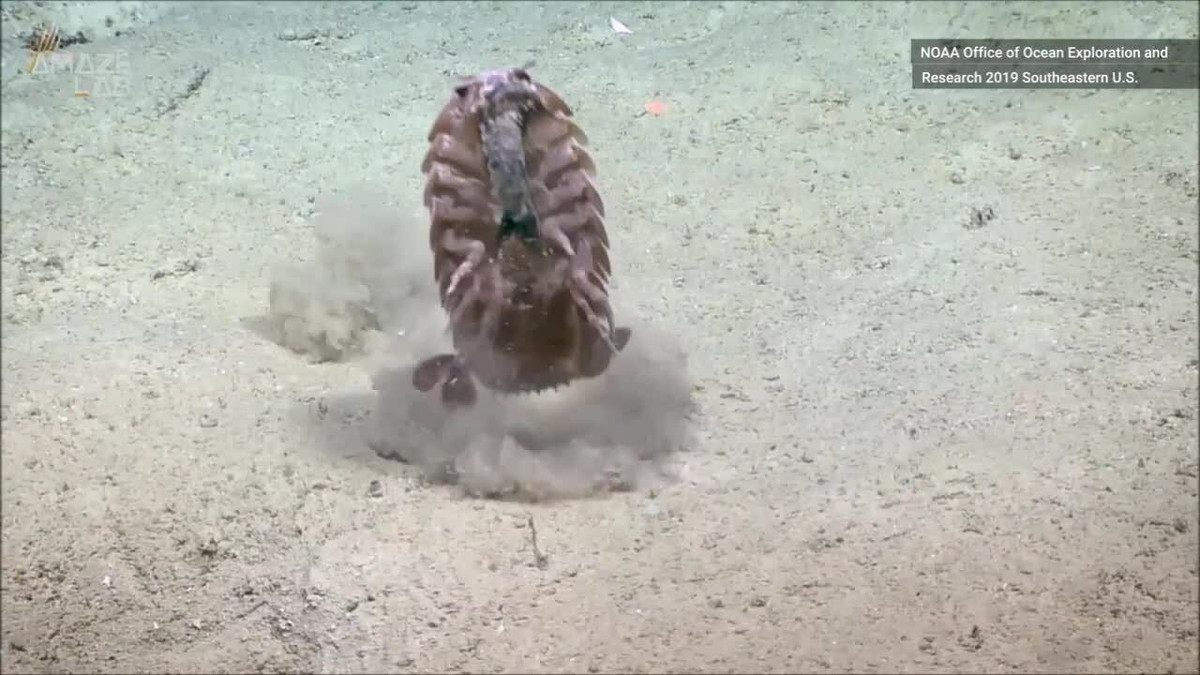 Hơn nữa, bọ biển sống ở ngoài khơi xa, lại lặn sâu dưới đáy đại dương nên việc đánh bắt không hề dễ dàng. Ảnh: Getty Image.