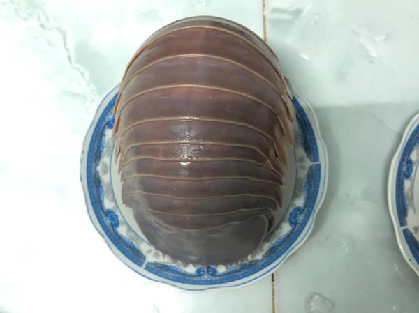 Bọ biển thuộc họ giáp xác, gần giống với tôm biển nhưng chúng có vỏ màu nâu, cứng chắc. Ảnh: Internet.