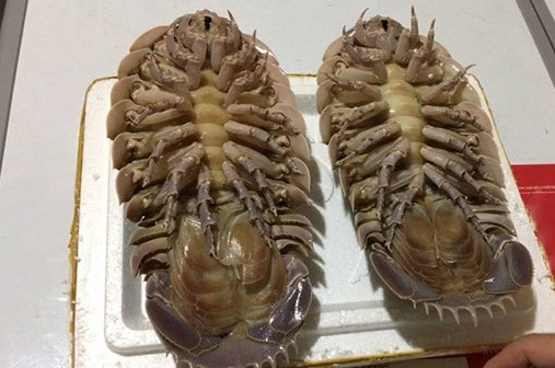 Không nơi nào nuôi được bọ biển, và chỉ có đánh bắt 100% từ thiên nhiên mới có cũng là lý do khiến bọ biển trở nên quý hiếm. Ảnh: Hieuhaisan.