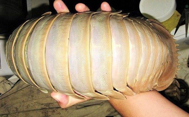 Bọ biển được ngư dân đánh giá là loại gần như quý hiếm nhất trong thế giới hải sản. Sở dĩ đặt tên như vậy là vì trông nó rất giống với những con bọ (côn trùng) ở trên cạn. Ảnh: Nhipsongkinhte.