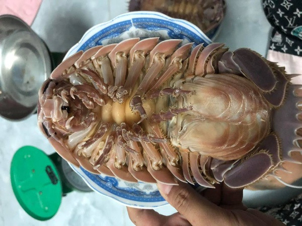 Mỗi con bọ biển nặng trung bình khoảng 1kg, con to nặng tầm 1,5 - 1,7kg, thậm chí có con nặng tới trên 2kg. Ảnh: Dân Việt.