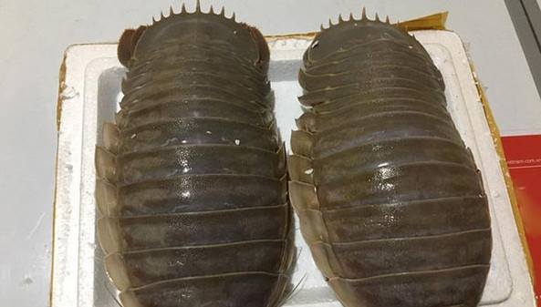 Trong khi tôm hùm liên tục rớt giá thời gian gần đây (xuống mức thấp nhất từ 670.000 - 780.000 đồng/kg tùy loại, thì bọ biển vẫn đang được rao bán với giá tới 2,5 triệu đồng/kg. Ảnh: Hieuhaisan.