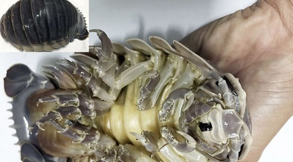 Bọ biển chỉ sống dưới đáy biển sâu, được mệnh danh là "xe tăng lội nước" của đại dương. Ảnh: Hieuhaisan.