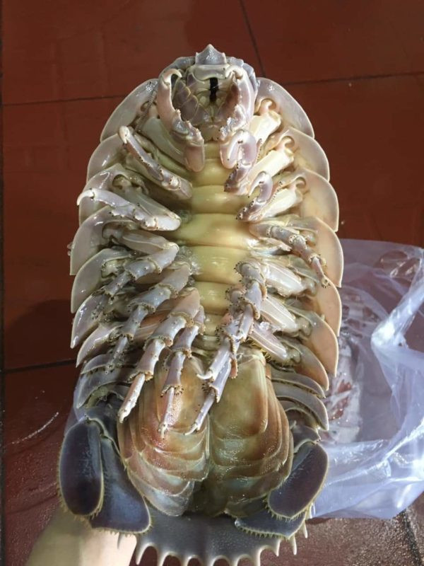 Trong khi hầu hết các loại hải sản đều có thể đánh bắt quanh năm thì bọ biển chỉ xuất hiện theo mùa, từ khoảng tháng 3 đến hết tháng 5 dương lịch hàng năm. Ảnh: Internet.