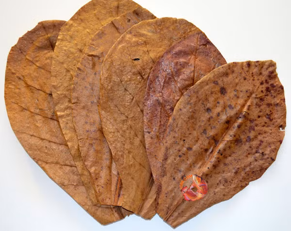 Anh Hòa (Ba Đình, Hà Nội) cho biết thường mua lá bàng khô tại một cửa hàng trên đường Hoàng Hoa Thám để cho vào bể cá.