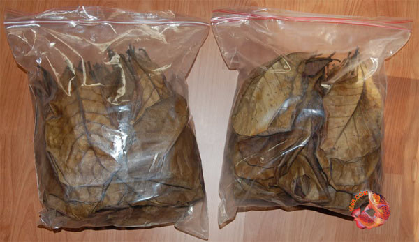 Với cá đá, người ta thường bỏ vào bể 1 lá bàng sẽ giúp cá mau lành các vết thương .