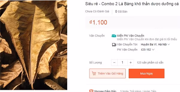Theo đó, lá bàng khô được bán với nhiều mức giá khác nhau. Có nơi bán 20.000 đồng/100g, nơi bán 1.100 đồng/2 lá, thậm chí có nơi bán tới 49.000 đồng/100g....