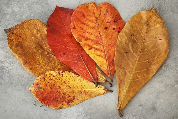 Mỗi lá bàng 10 cm sử dụng với 4 - 8 lít nước đối với cá rồng. Cắt nhỏ vụn lá bàng, cho vào bịch vải, đem ngâm trong bộ lọc để lá tiết ra nhựa và thường thì mỗi bịch như thế chỉ nên sử dụng trong khoảng 2 - 3 tuần, sau đó thay bịch khác với lá bàng mới.