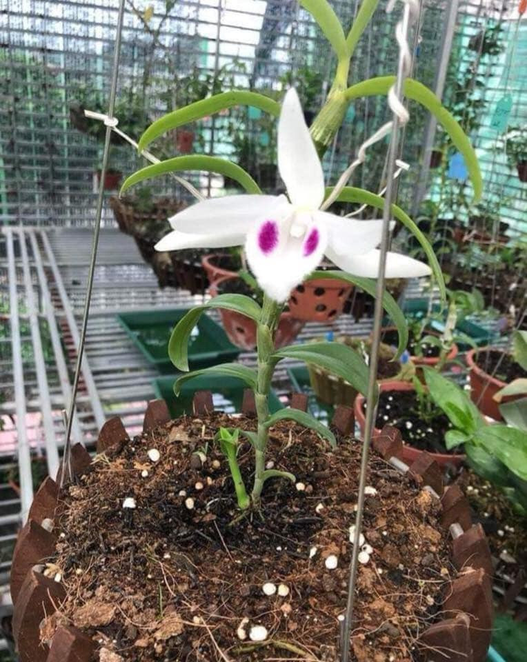 Ngoài ra, bạn có thể phòng bệnh cho lan phi điệp bằng cách phun nước vôi trong 2 lần/tháng. Nguồn ảnh: Facebook