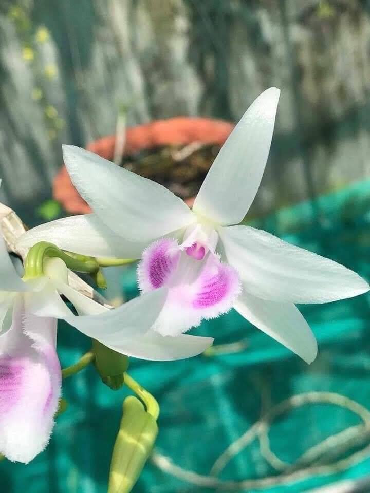 Cây cũng không phát triển tốt nếu không thoáng gió. Trong thời kỳ lan ra nụ nếu không thoáng gió nụ sẽ ít đi.