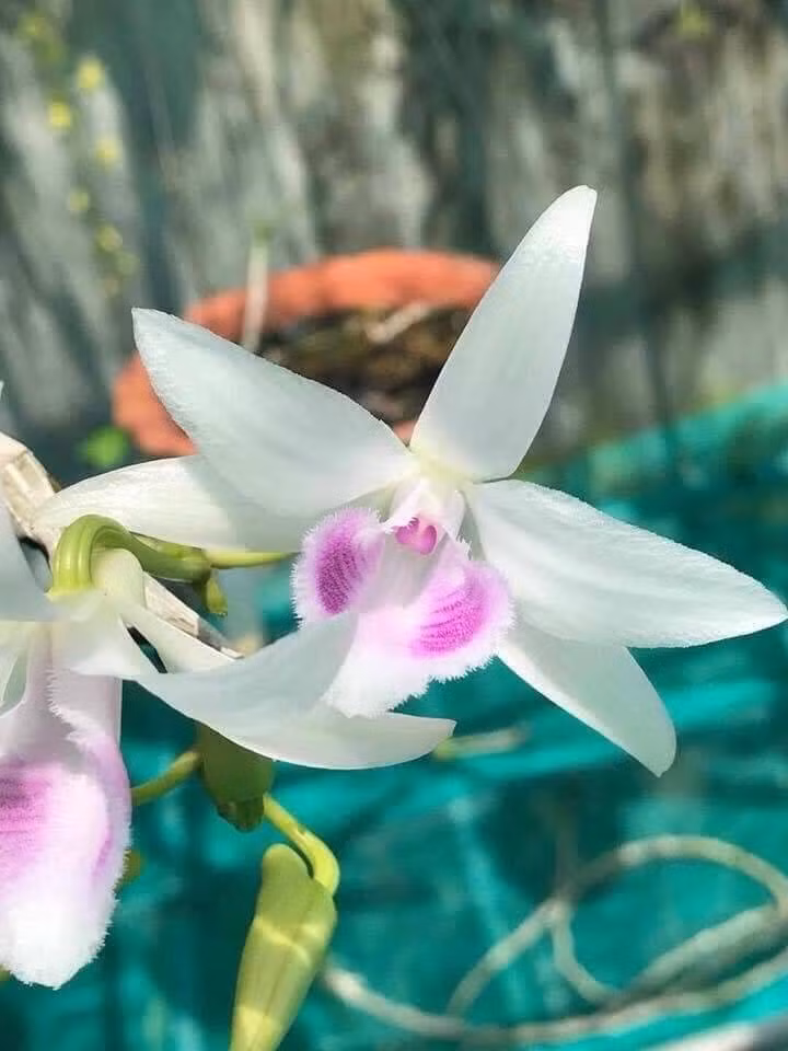 Cây cũng không phát triển tốt nếu không thoáng gió. Trong thời kỳ lan ra nụ nếu không thoáng gió nụ sẽ ít đi.