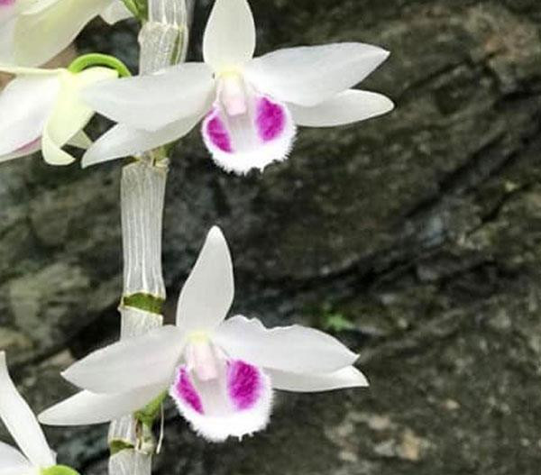 Khác với các loại lan phi điệp thông thường cánh hoa màu tím, cánh của loại lan phi điệp 5ct có màu trắng, nhẹ nhàng và đẹp. Sau khi nở 1 tiếng, hoa lan phi điệp 5ct tỏa hương thơm thoang thoảng rất quyến rũ tạo cho chúng ta cảm giác dễ chịu và thoải mái.