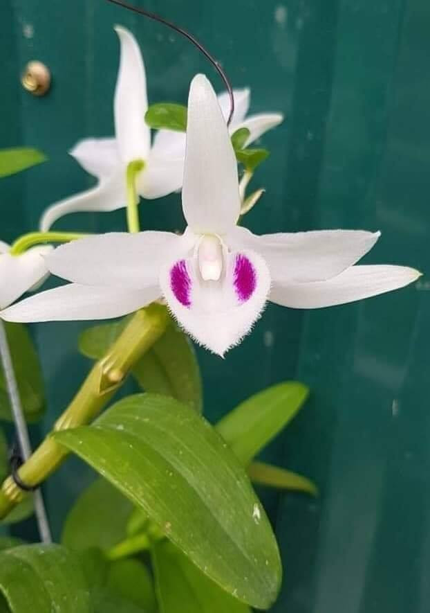 Lan phi điệp không phải là dòng quá ưa ẩm bởi đặc tính thân mọng nên độ ẩm càng lớn thì cây sẽ càng dễ bị thối rữa. 40-50 % là độ ẩm lý tưởng để cây có thể phát triển tốt.