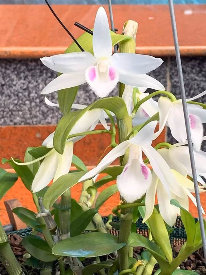 Lan phi điệp cần nuôi trong nhiệt độ từ 8 đến 25 độ C. Tuy nhiên, giống lan này cũng có thể chịu nóng tới 38 độ C và chịu lạnh cho dù ở mức nhiệt là 3,3 độ C.