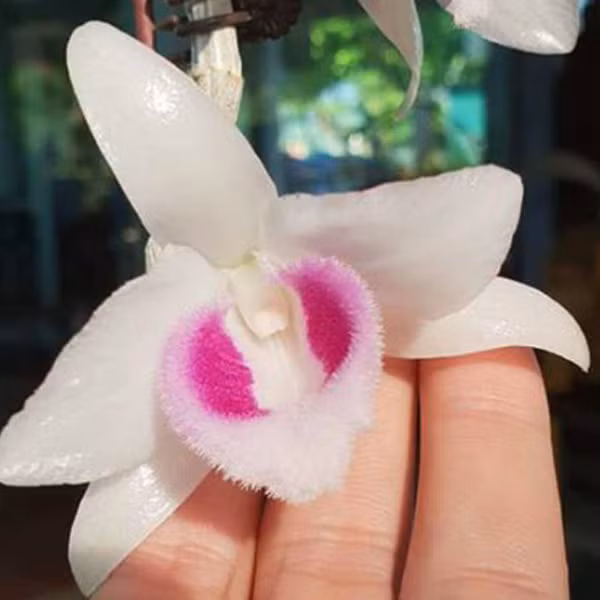 Ánh sáng luôn là điều kiện cực kỳ quan trọng cho việc phát triển của bất cứ loại cây nào kể cả lan phi điệp. Vì vậy, tốt hơn hãy đặt lan ở nơi ánh sáng tốt nhất là vào khoảng 70% đặt ở vị trí thoáng mát không tù bí.