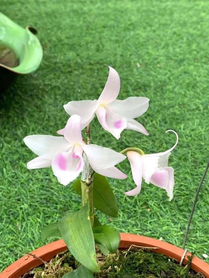 Về phân bón, nên sử dụng phân hữu cơ như các nhà vườn vẫn làm (là ủ ốc,cá, nước gạo) để tưới những loại phân bón hữu cơ này. Điều này vừa tốt cho lan lại vừa không gây hại cho môi trường.