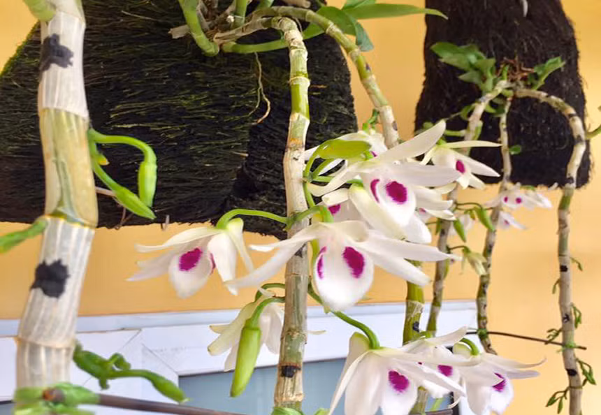 Mới chơi, bạn nên chọn những cây lan đã trưởng thành, nếu cả khóm đã được trồng trong vườn nhà càng tốt vì cây khỏe, dễ trồng và dễ sống.