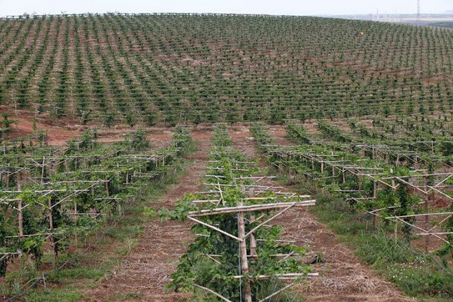 Đến 2017, bầu Đức tập trung vào mảng cây ăn trái gồm chanh dây, chuối... Đến nay, trái cây đã mang lại những tín hiệu tích cực cho HAGL. Ảnh: HAGL.