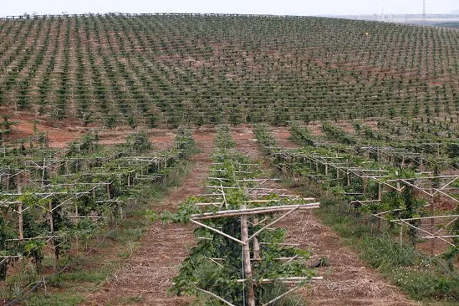 Đến 2017, bầu Đức tập trung vào mảng cây ăn trái gồm chanh dây, chuối... Đến nay, trái cây đã mang lại những tín hiệu tích cực cho HAGL. Ảnh: HAGL.