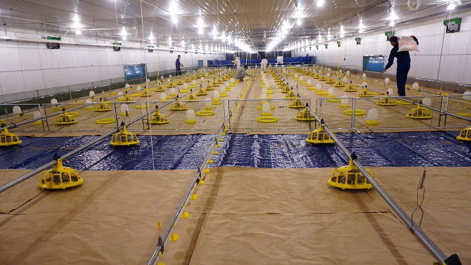 Năm 2015, Tập đoàn Hòa Phát của tỷ phú Trần Đình Long cũng gây bất ngờ khi thông báo sẽ đổ một số vốn lớn để nhảy vào mảng nông nghiệp, cụ thể là mở nhà máy sản xuất thức ăn chăn nuôi. Sau đó, công ty này còn trực tiếp mở thêm một công ty chăn nuôi lợn thịt và lợn nái, với vốn điều lệ 300 tỷ đồng. Ảnh: Dân Việt.