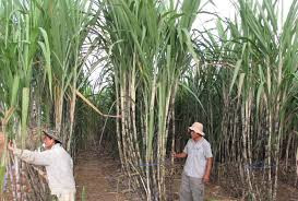 Từng rót 100 triệu USD để xây dựng Cụm công nghiệp Mía đường Attapeu (Lào) nhưng rồi bầu Đức phải bán lại cơ ngơi này cho đại gia Đặng Văn Thành với giá 1.330 tỷ đồng vào năm 2017. Ảnh: HAGL.